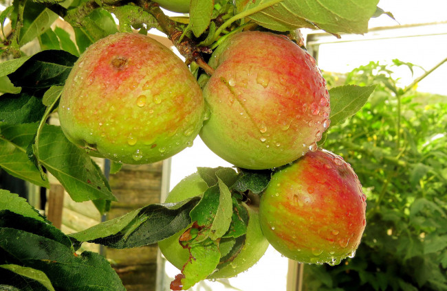 Обои картинки фото природа, плоды, яблочки