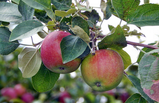 Обои картинки фото природа, плоды, яблочки