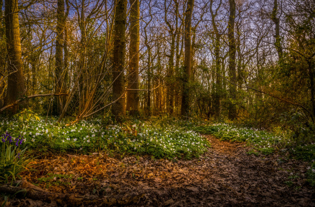 Обои картинки фото природа, лес, деревья