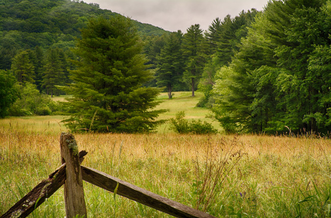 Обои картинки фото природа, лес, деревья