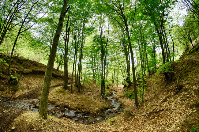 Обои картинки фото природа, лес, деревья