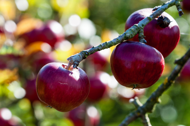 Обои картинки фото природа, плоды, яблочки