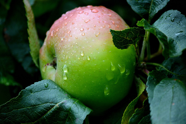 Обои картинки фото природа, плоды, яблочки