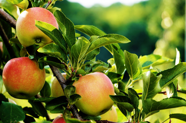 Обои картинки фото природа, плоды, яблочки
