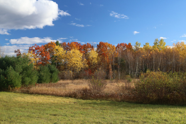 Обои картинки фото природа, лес, деревья