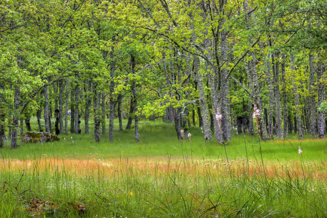 Обои картинки фото природа, лес, деревья