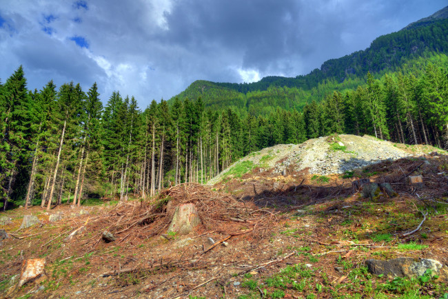 Обои картинки фото природа, лес, деревья