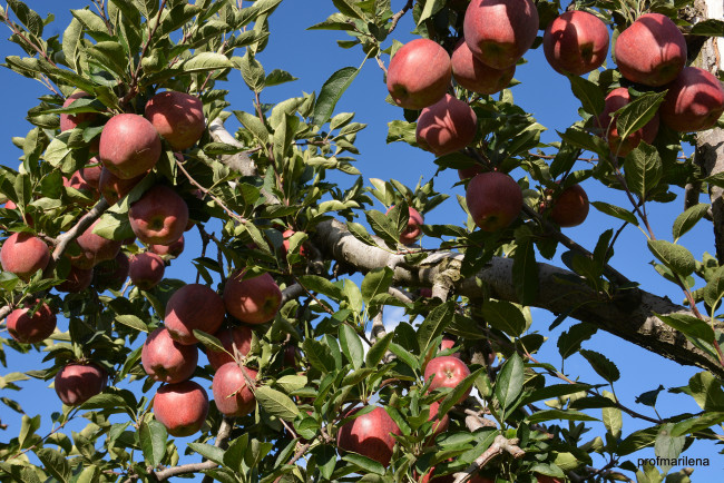 Обои картинки фото природа, плоды, яблочки