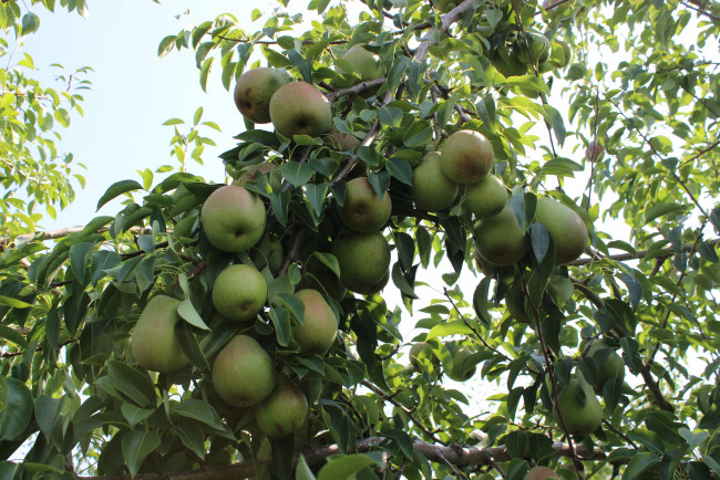 Обои картинки фото природа, плоды, яблочки