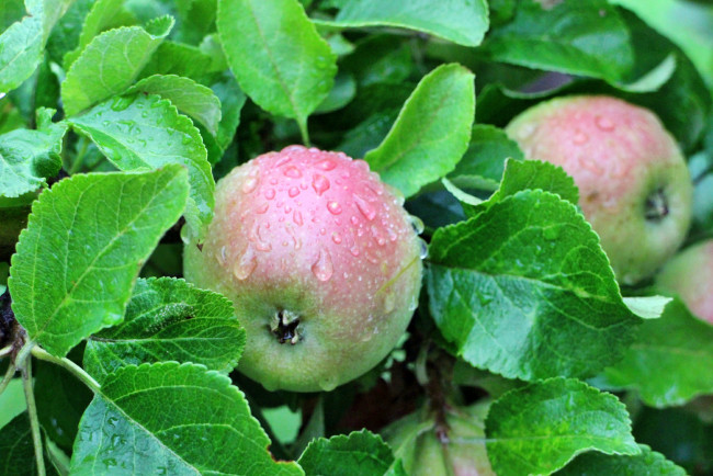 Обои картинки фото природа, плоды, яблочки