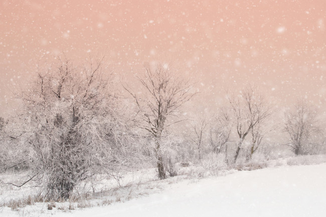 Обои картинки фото природа, зима, деревья, снег