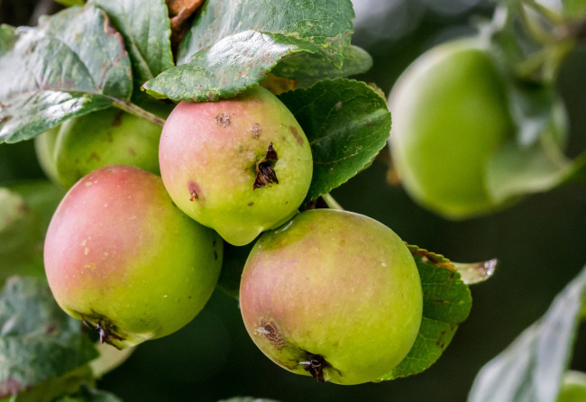 Обои картинки фото природа, плоды, яблочки