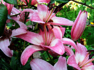 Картинка цветы лилии +лилейники капли