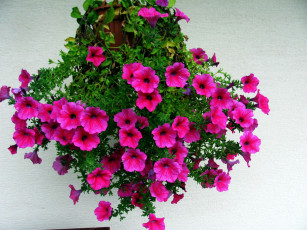 Картинка цветы петунии +калибрахоа сурфиния