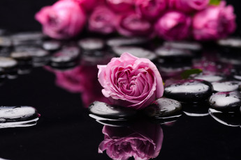 Картинка цветы розы камни вода бутоны