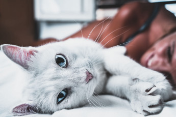 Картинка животные коты взгляд морда