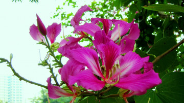 Картинка багрянник+китайский цветы цветущие+деревья+ +кустарники багрянник китайский