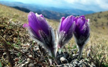 Картинка цветы анемоны +сон-трава сон-трава бутоны
