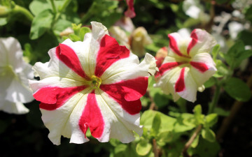 Картинка цветы петунии +калибрахоа макро