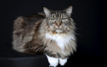 Картинка животные коты черный фон