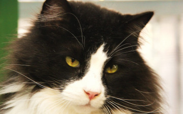 Картинка животные коты морда