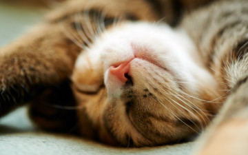 Картинка животные коты отдых