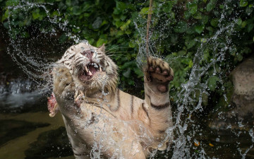 Картинка животные тигры брызги