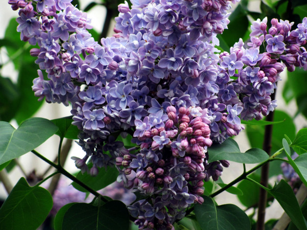 Обои картинки фото цветы, сирень, гроздь