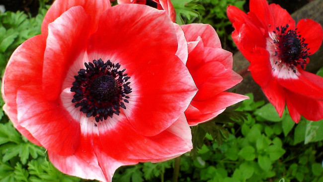 Обои картинки фото цветы, анемоны,  сон-трава, макро, анемон, алый