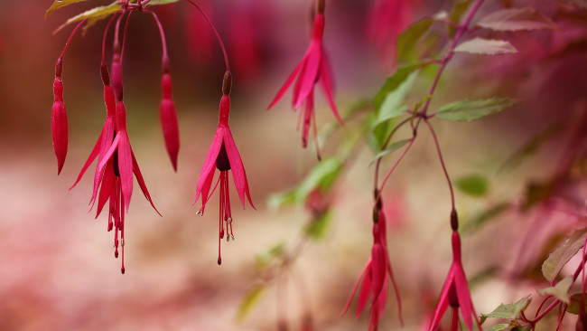 Обои картинки фото цветы, фуксия, розовый