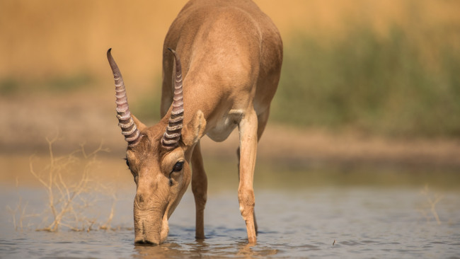 Обои картинки фото животные, - другое, водопой
