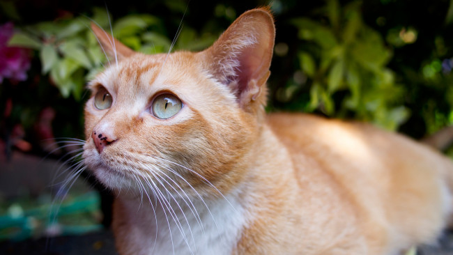 Обои картинки фото животные, коты, взгляд