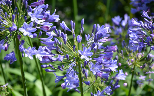 Обои картинки фото цветы, агапантус , африканская лилия, соцветие