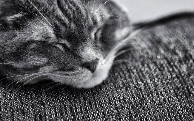 Обои картинки фото животные, коты, морда