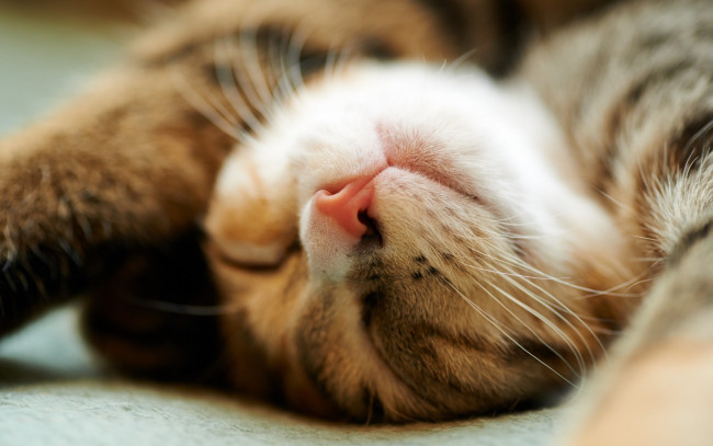 Обои картинки фото животные, коты, отдых