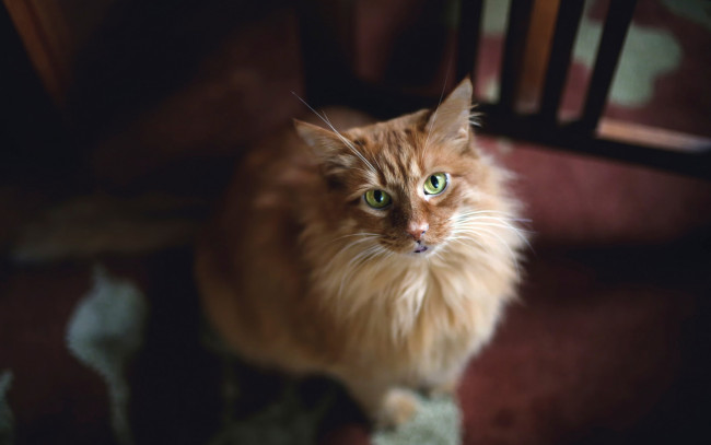 Обои картинки фото животные, коты, взгляд