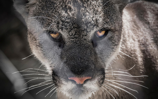 Обои картинки фото животные, пумы, взгляд