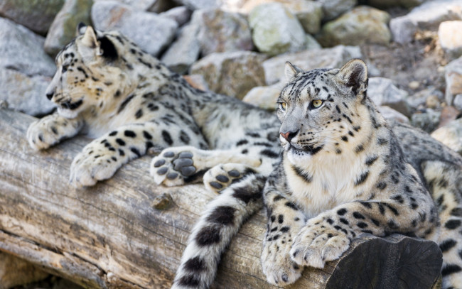 Обои картинки фото животные, снежный барс , ирбис, двое