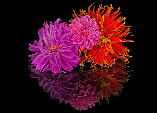 Обои картинки фото цветы, букеты,  композиции, лепестки, отражение, букет