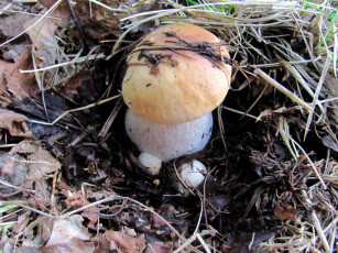 Картинка природа грибы боровик