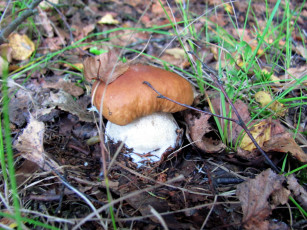 Картинка природа грибы боровик