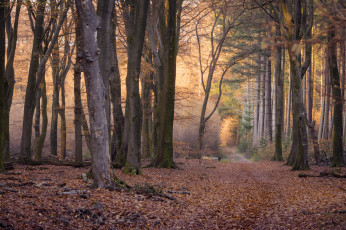 Картинка природа лес простор