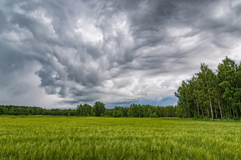 Картинка природа поля простор