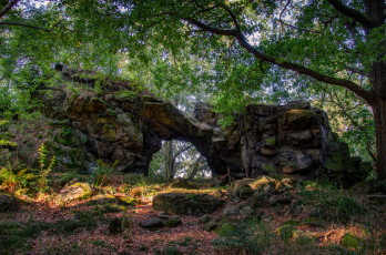 Картинка природа лес простор