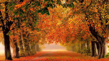 Картинка природа парк листопад осень