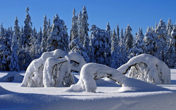 Картинка природа зима снег