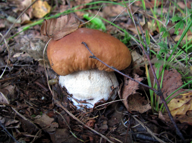 Обои картинки фото природа, грибы, боровик