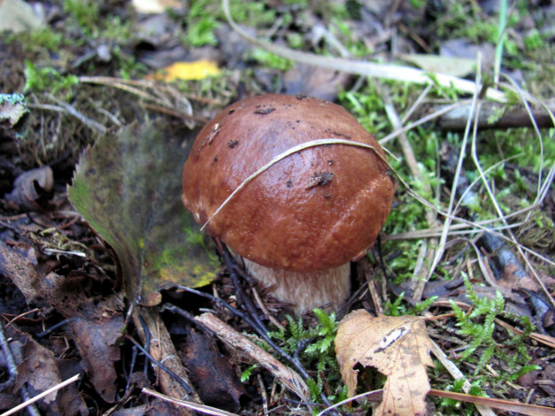 Обои картинки фото природа, грибы, боровик