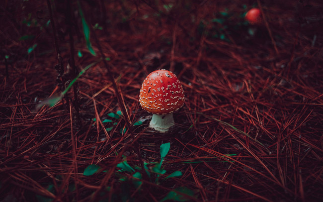 Обои картинки фото природа, грибы,  мухомор, одиночка