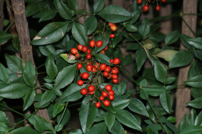 Обои картинки фото природа, Ягоды, nandina, berries